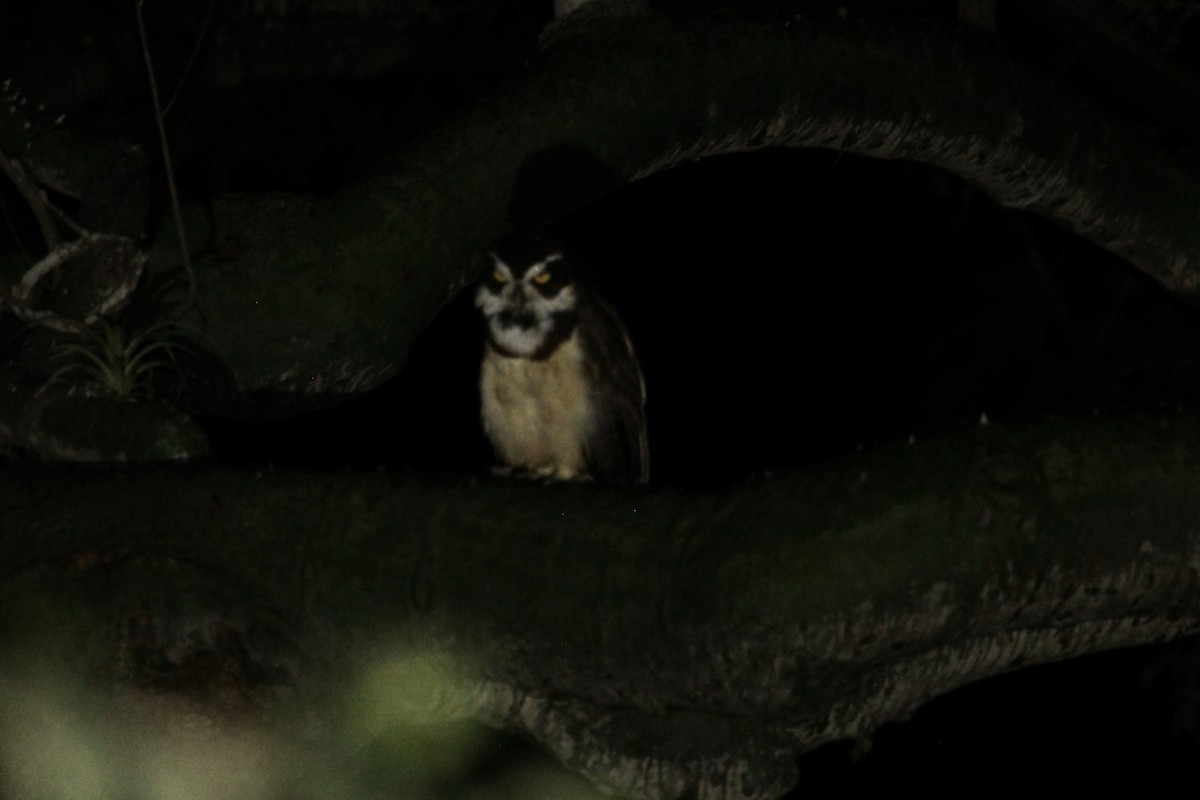 Spectacled Owl - ML111159671