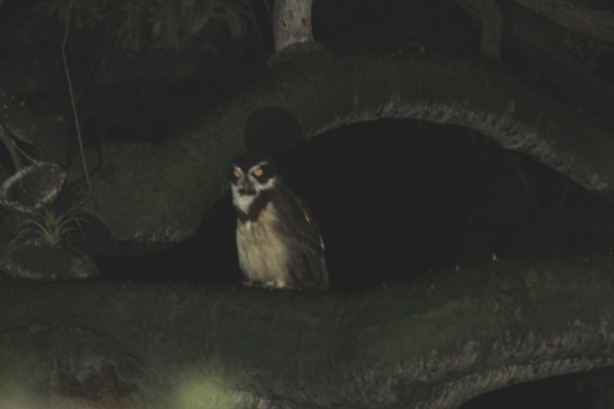 Spectacled Owl - ML111159731