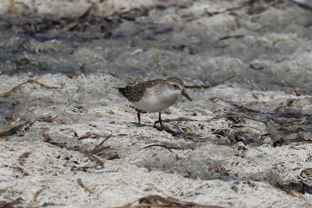 Semipalmated Sandpiper - Mark Stephenson