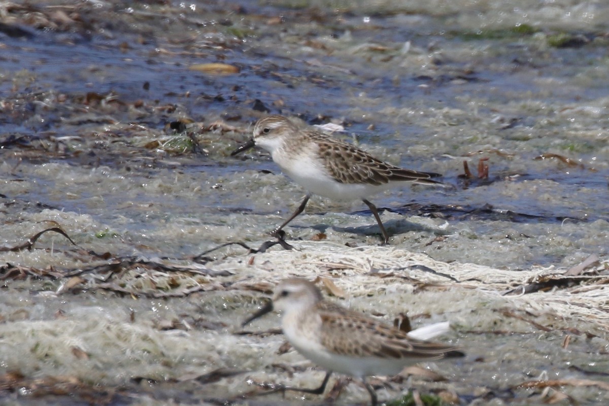 Semipalmated Sandpiper - Mark Stephenson