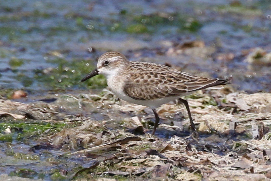 Semipalmated Sandpiper - ML111160681