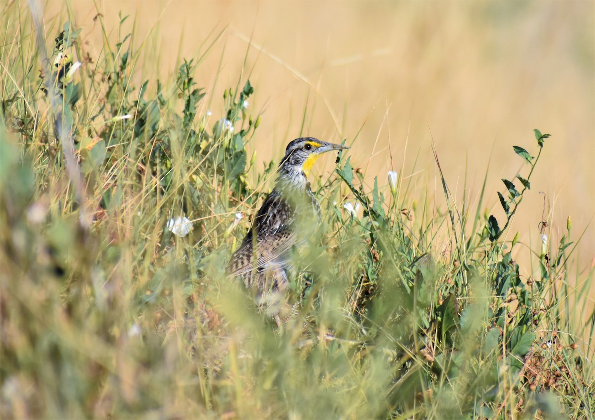 Western Meadowlark - Cody Russell