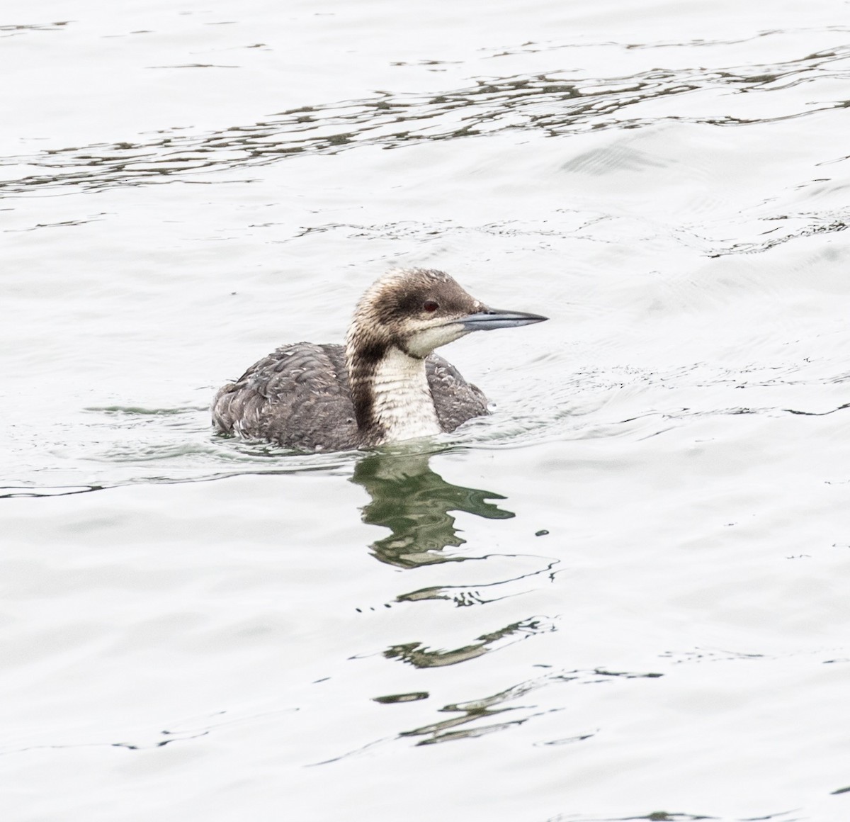 Pacific Loon - Ken Ealy