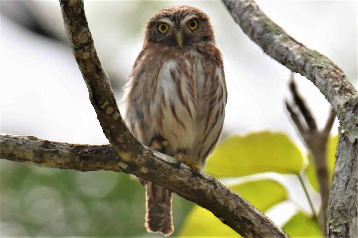 Ferruginous Pygmy-Owl - ML111164601