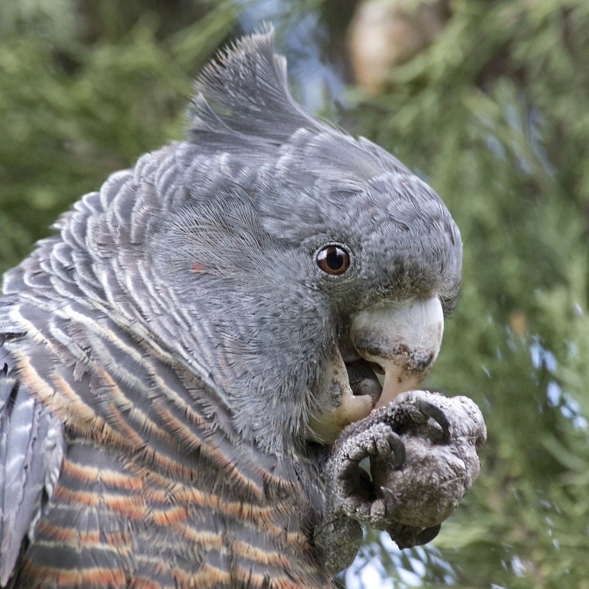 Gang-gang Cockatoo - ML111165811