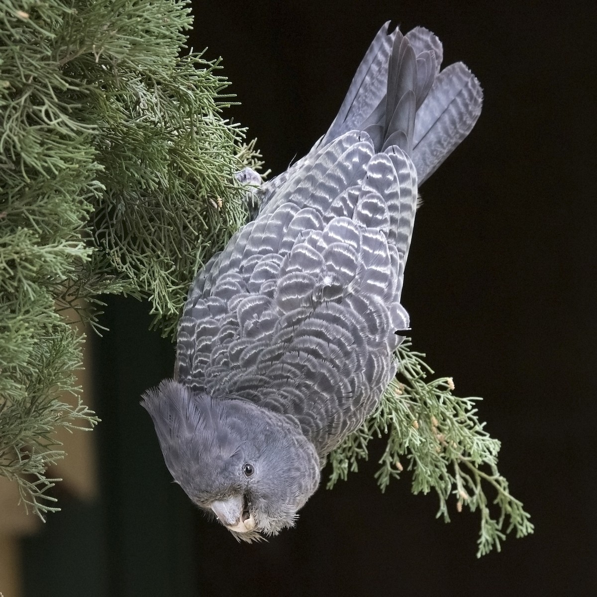 Gang-gang Cockatoo - ML111165821