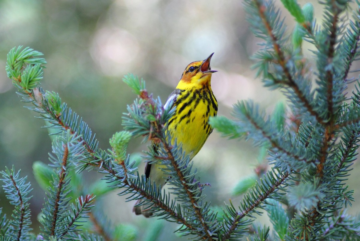 Cape May Warbler - Brian  Collins