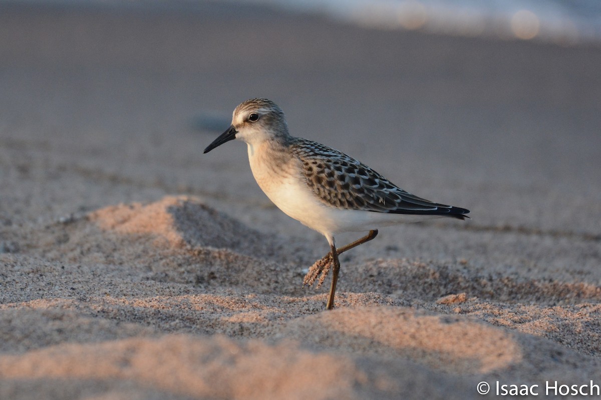 Semipalmated Sandpiper - Isaac Hosch