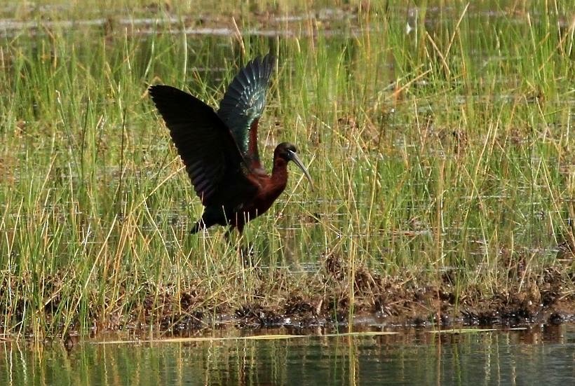 Glossy Ibis - ML111166641