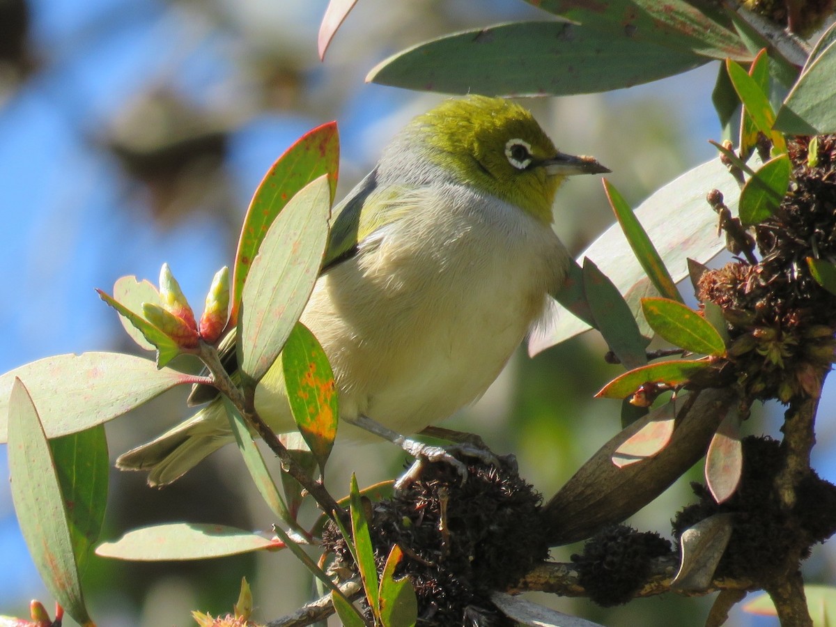 Silvereye - ML111168021