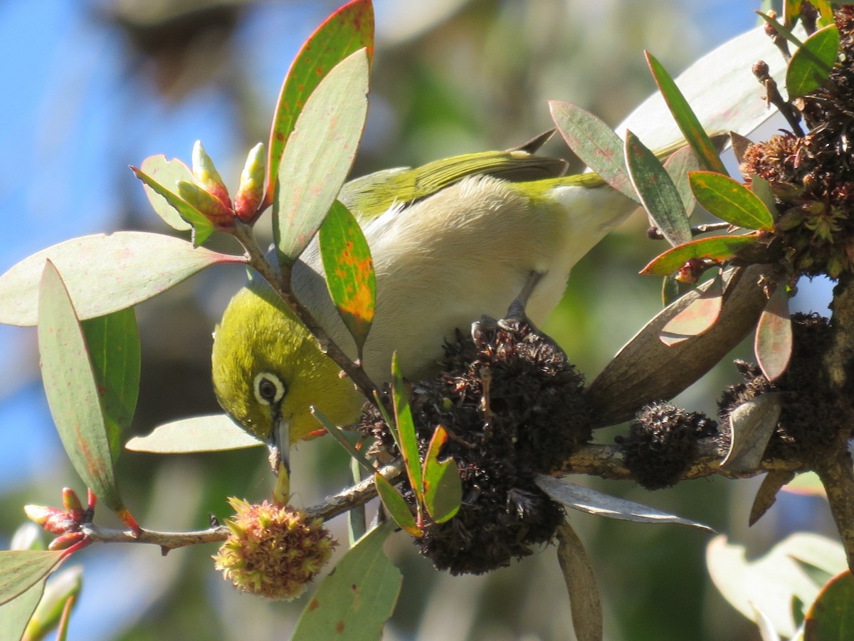 Silvereye - ML111168031