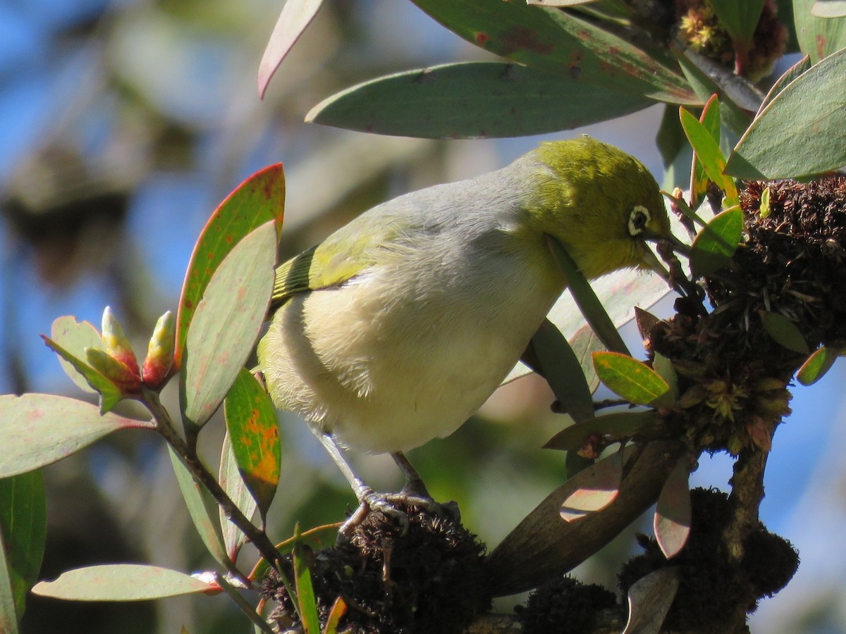 Silvereye - Alan Coates