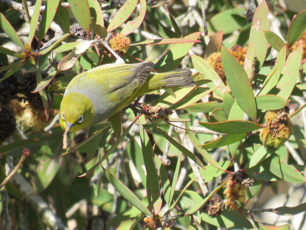 Silvereye - ML111168051