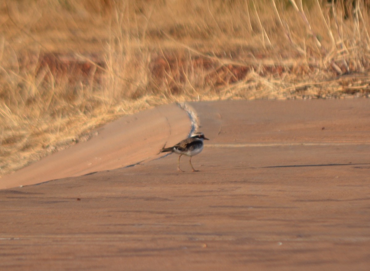 Black-fronted Dotterel - ML111168291
