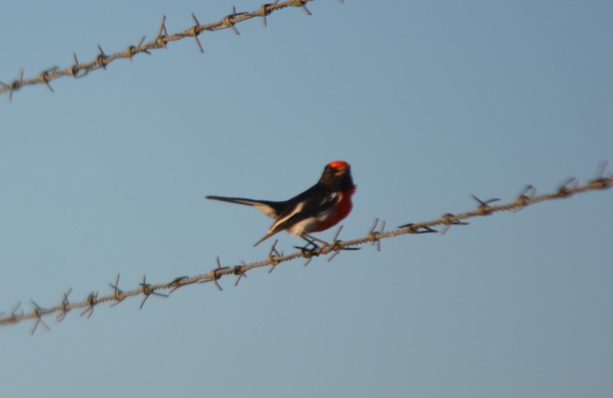 Red-capped Robin - ML111168361
