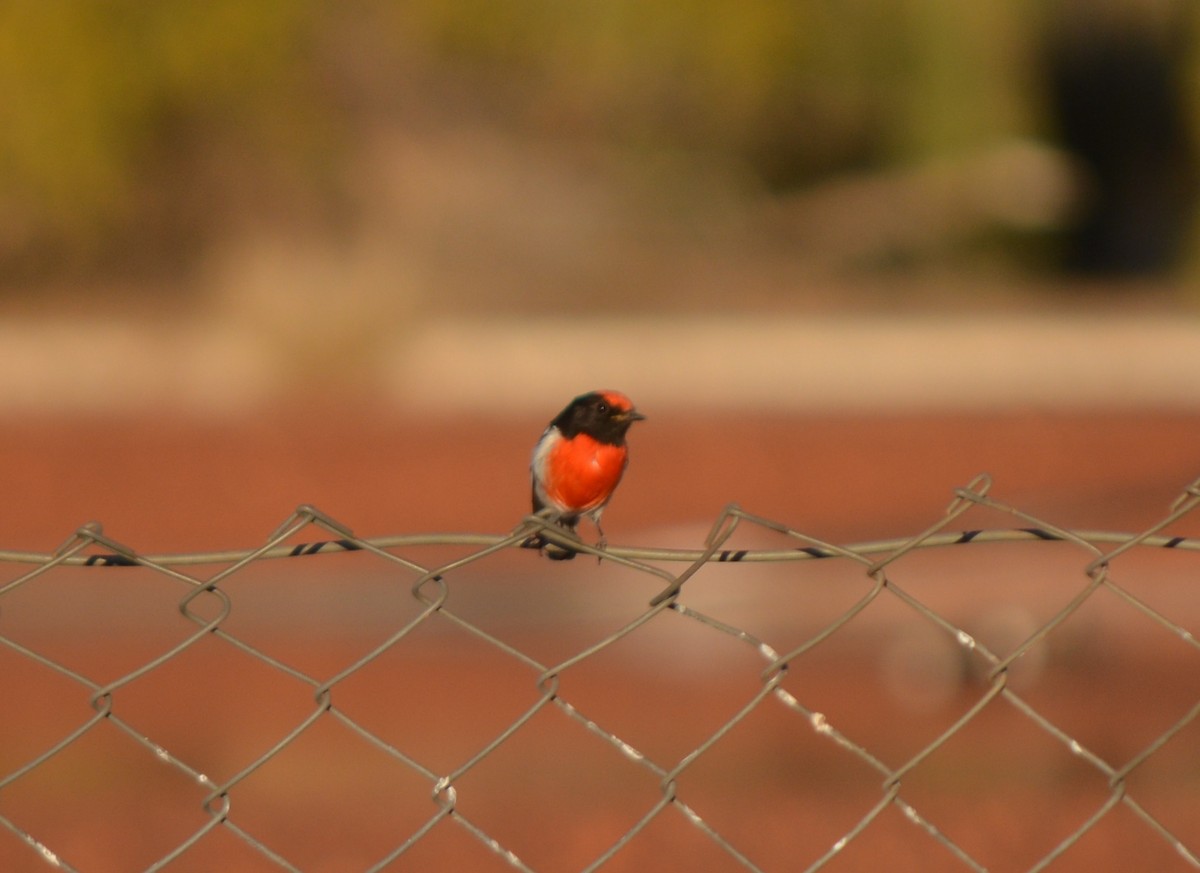 Red-capped Robin - ML111168381