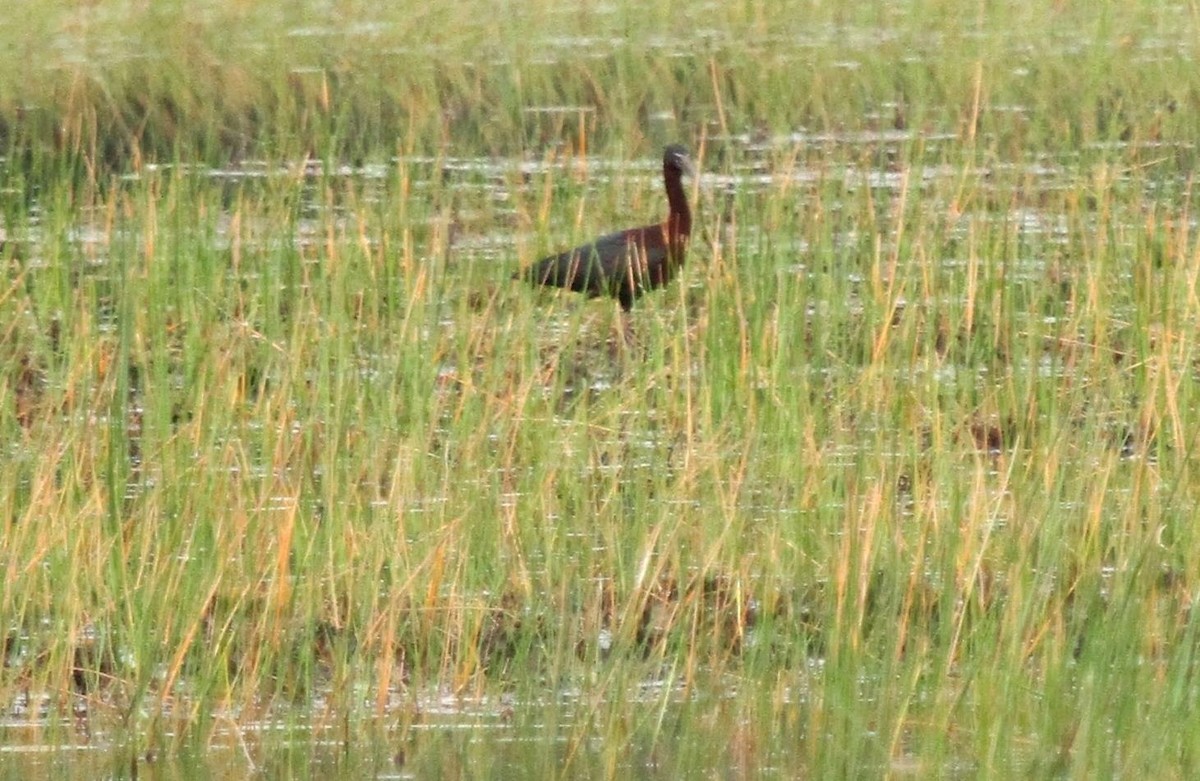 Glossy Ibis - ML111168391