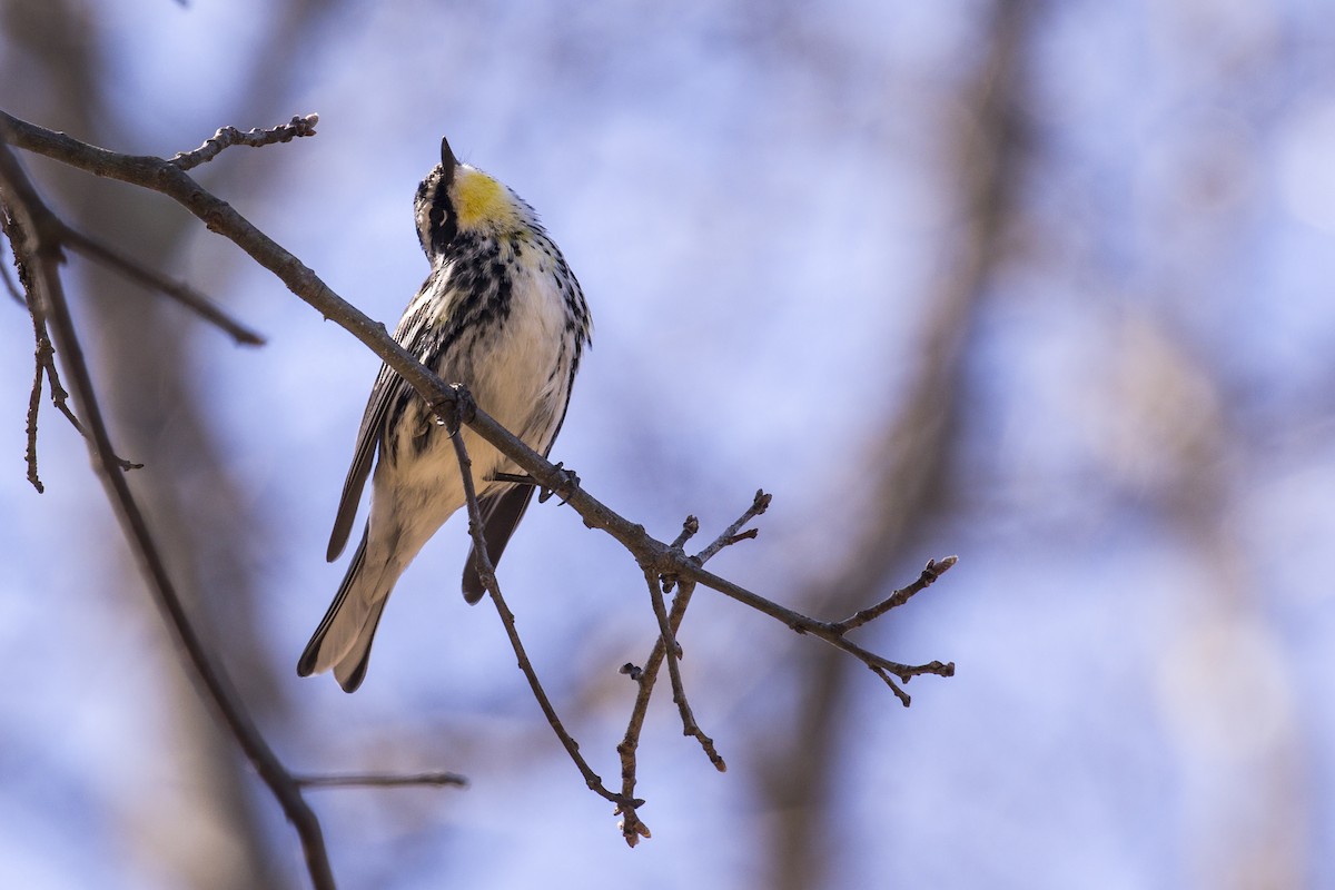 Yellow-rumped x Yellow-throated Warbler (hybrid) - Simon Lane