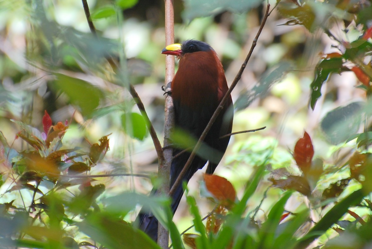 Yellow-billed Malkoha - ML111172271