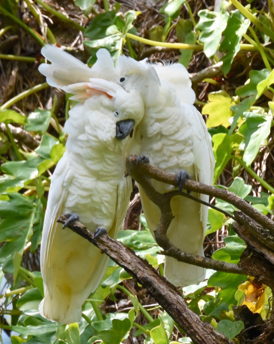 Salmon-crested Cockatoo - ML111172521