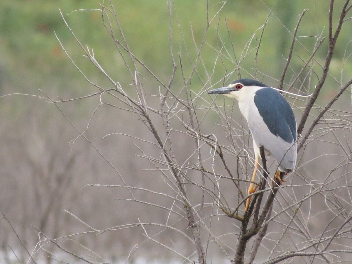 Black-crowned Night Heron - Eduardo Morano