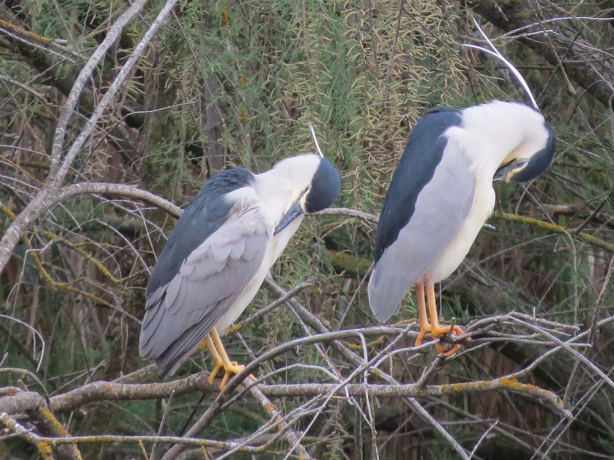 Black-crowned Night Heron - Eduardo Morano