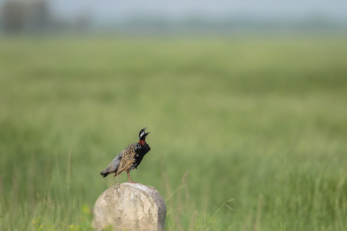 Black Francolin - ML111173791