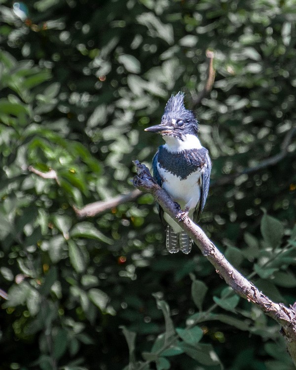 Belted Kingfisher - JW  Mills