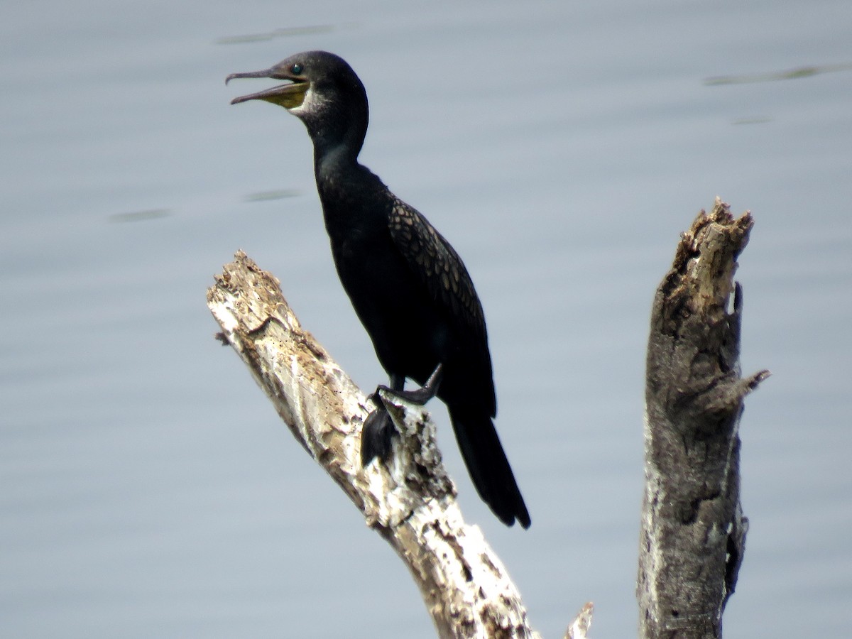 Indian Cormorant - ML111175331