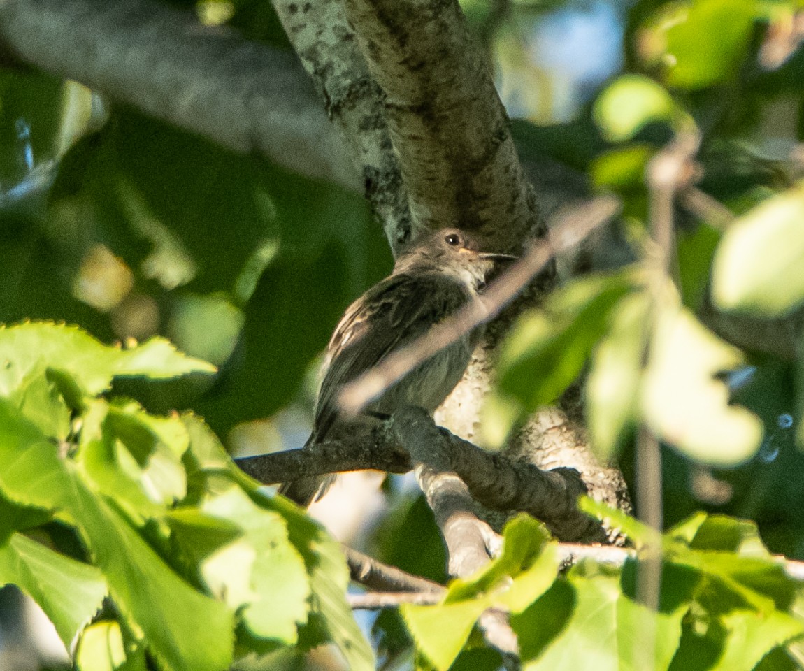 Great Crested Flycatcher - ML111176011