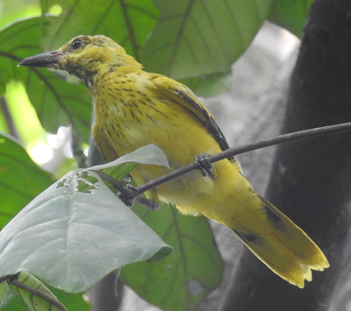 Black-naped Oriole - ML111178411