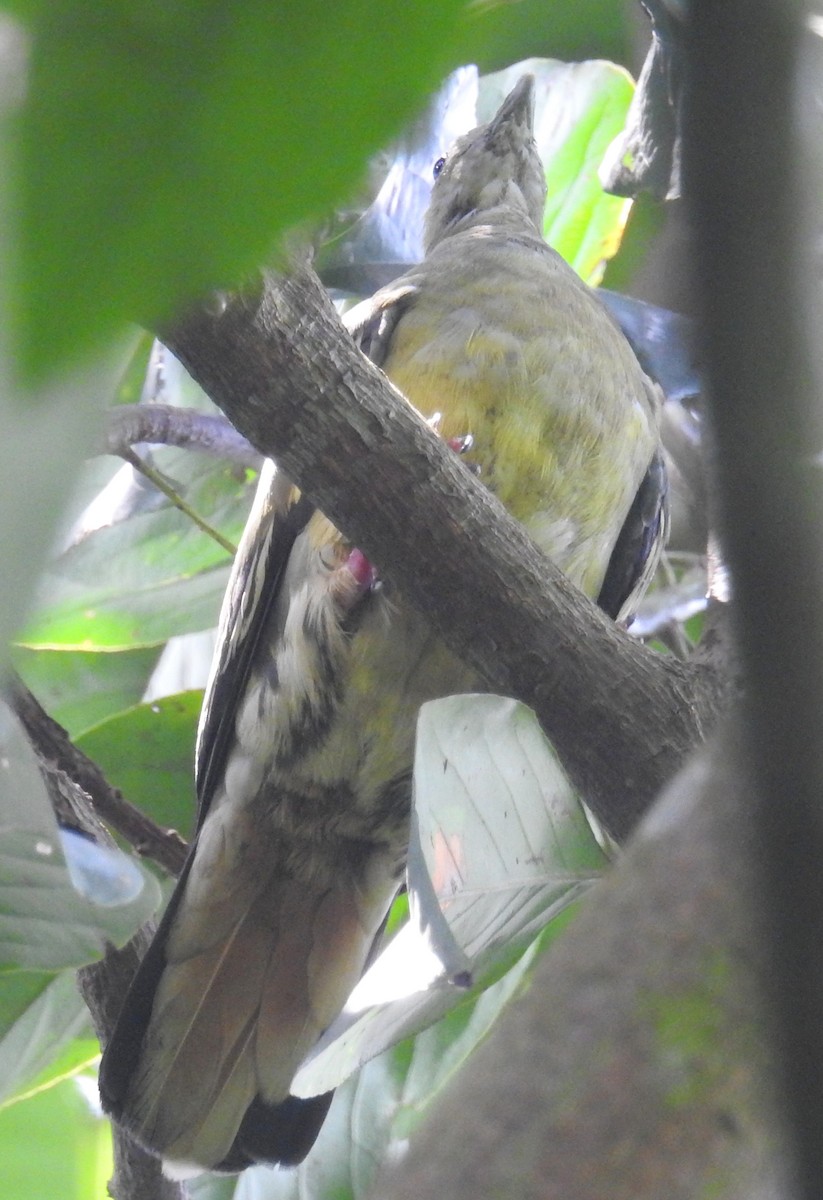 Pink-necked Green-Pigeon - ML111178901