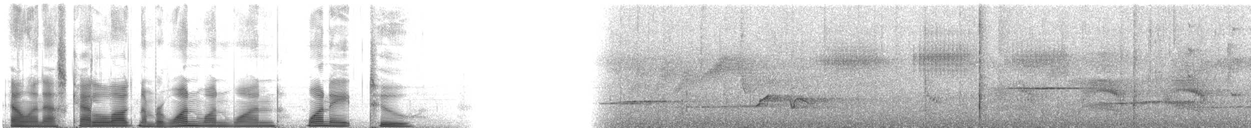 Wimpelträger-Paradiesvogel - ML111182