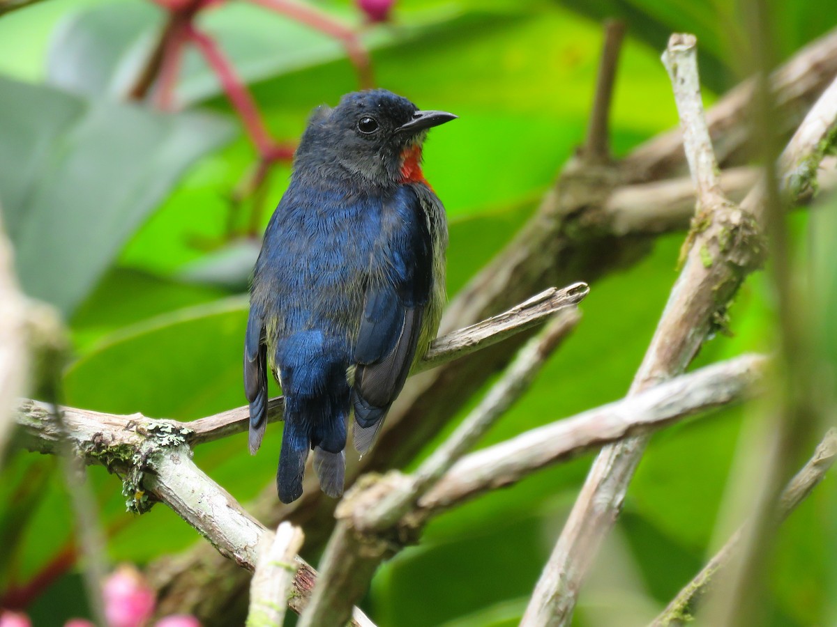 Black-sided Flowerpecker - Tim Forrester