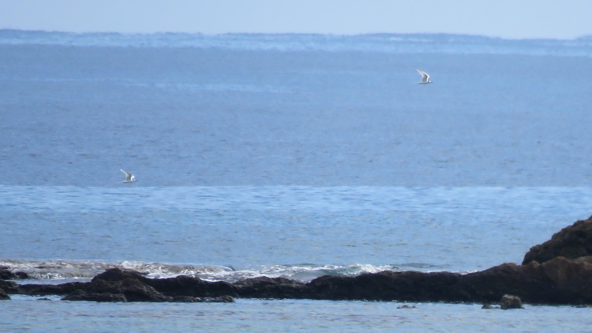 Black-naped Tern - Tim Forrester