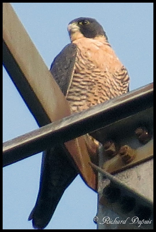 Эгэл шонхор - ML111185691