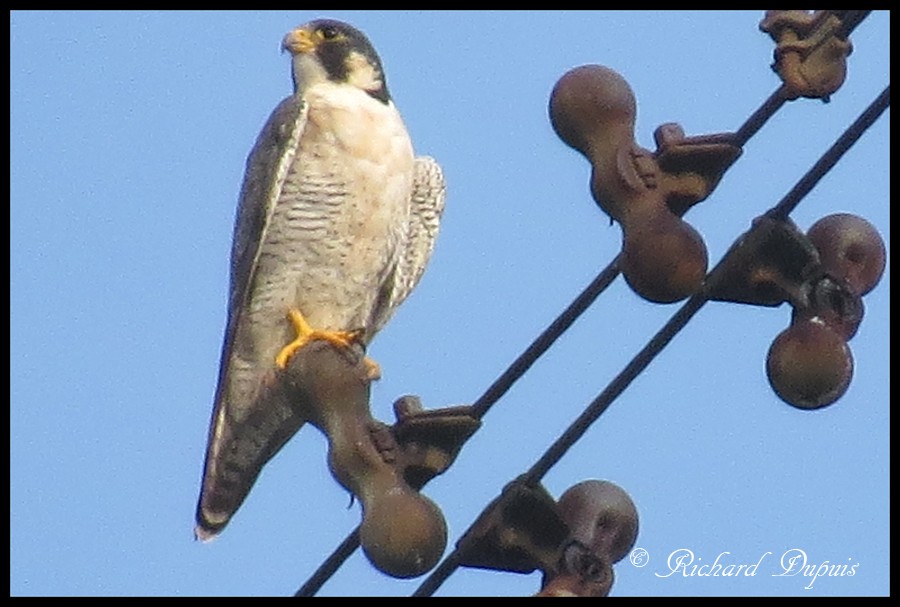 Эгэл шонхор - ML111185701