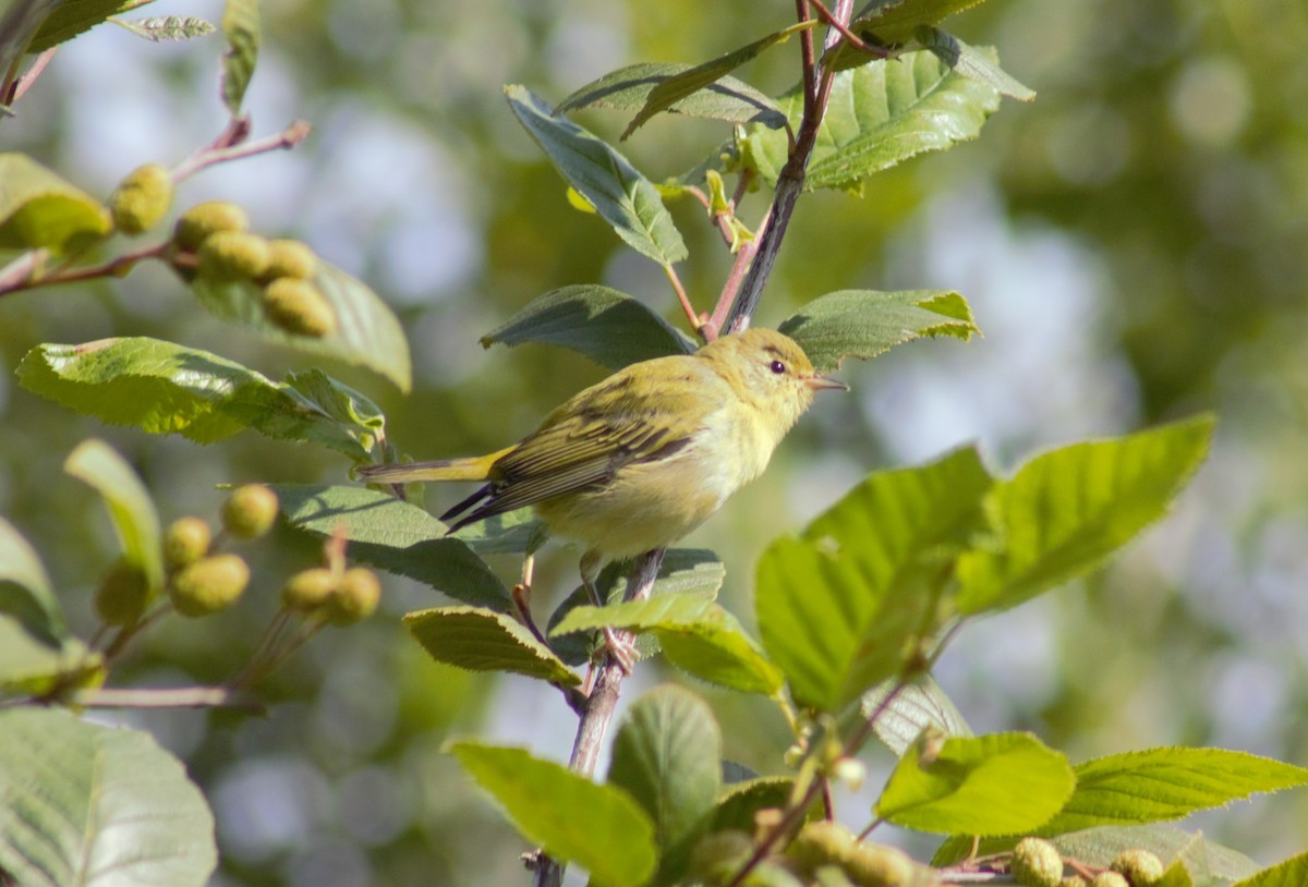 Tennessee Warbler - ML111189661