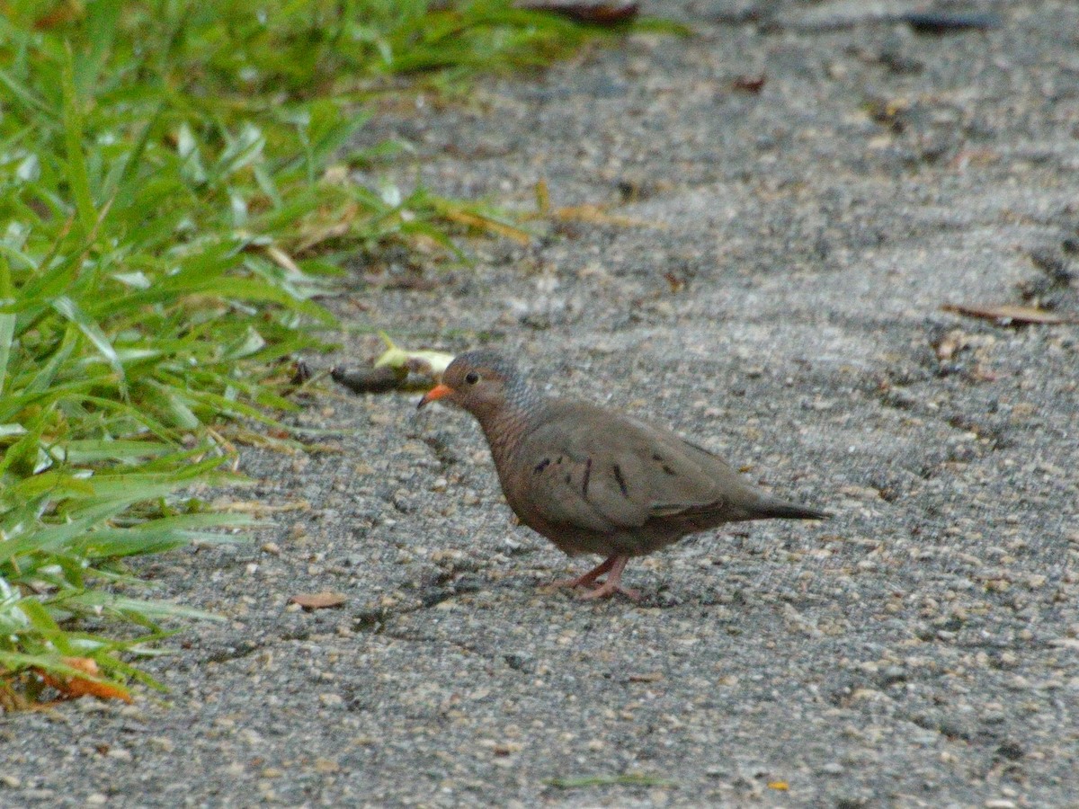 Colombe à queue noire - ML111189891