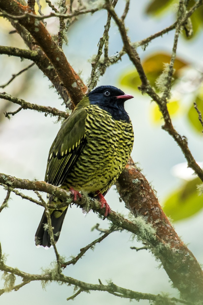 Barred Fruiteater - ML111190331