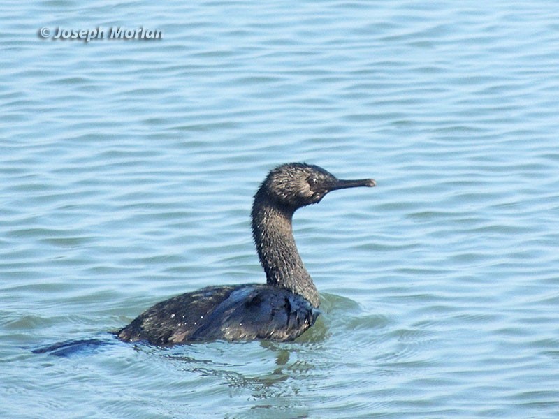 Pelagic Cormorant - ML111190571