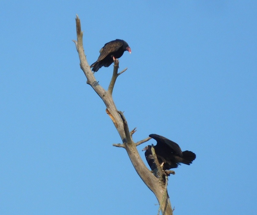 Turkey Vulture - ML111191191