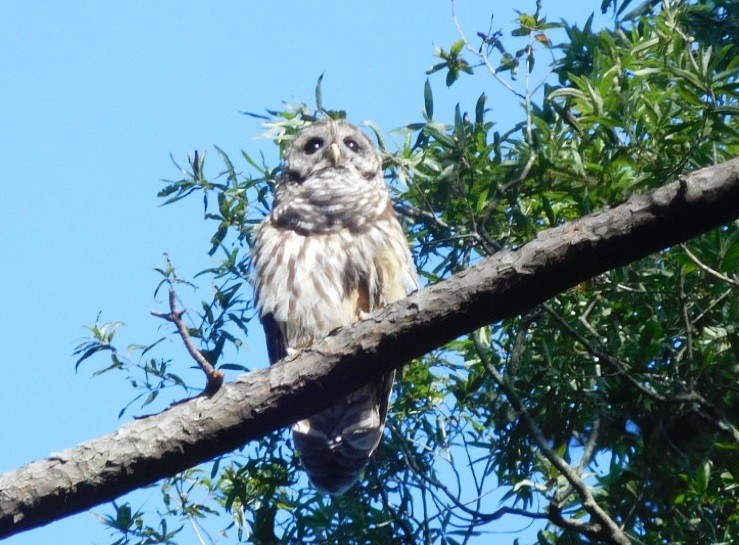 Barred Owl - ML111191331