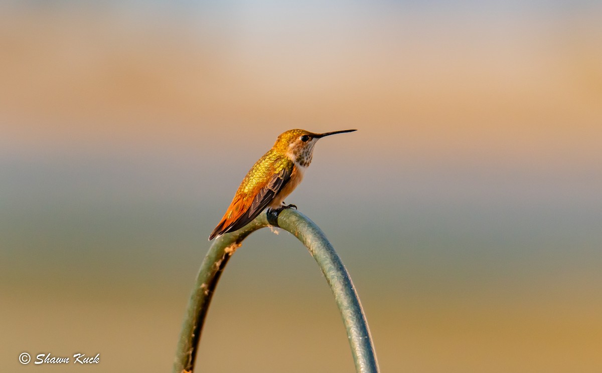 Rufous Hummingbird - Shawn Kuck