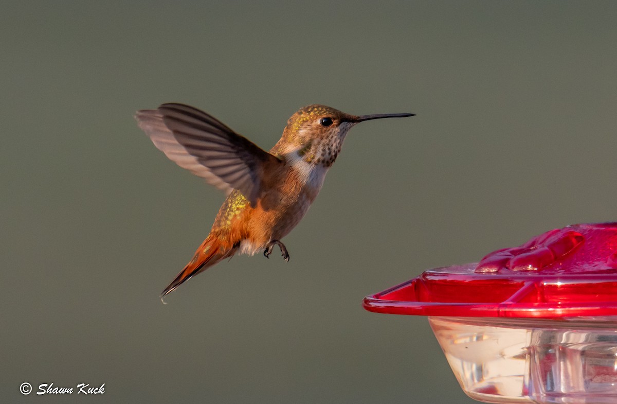 Rufous Hummingbird - ML111191681