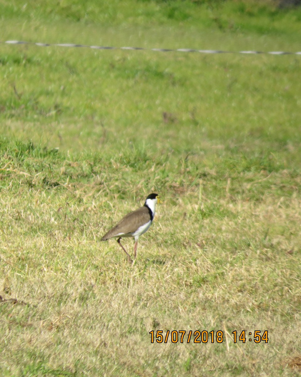 Masked Lapwing - ML111192031