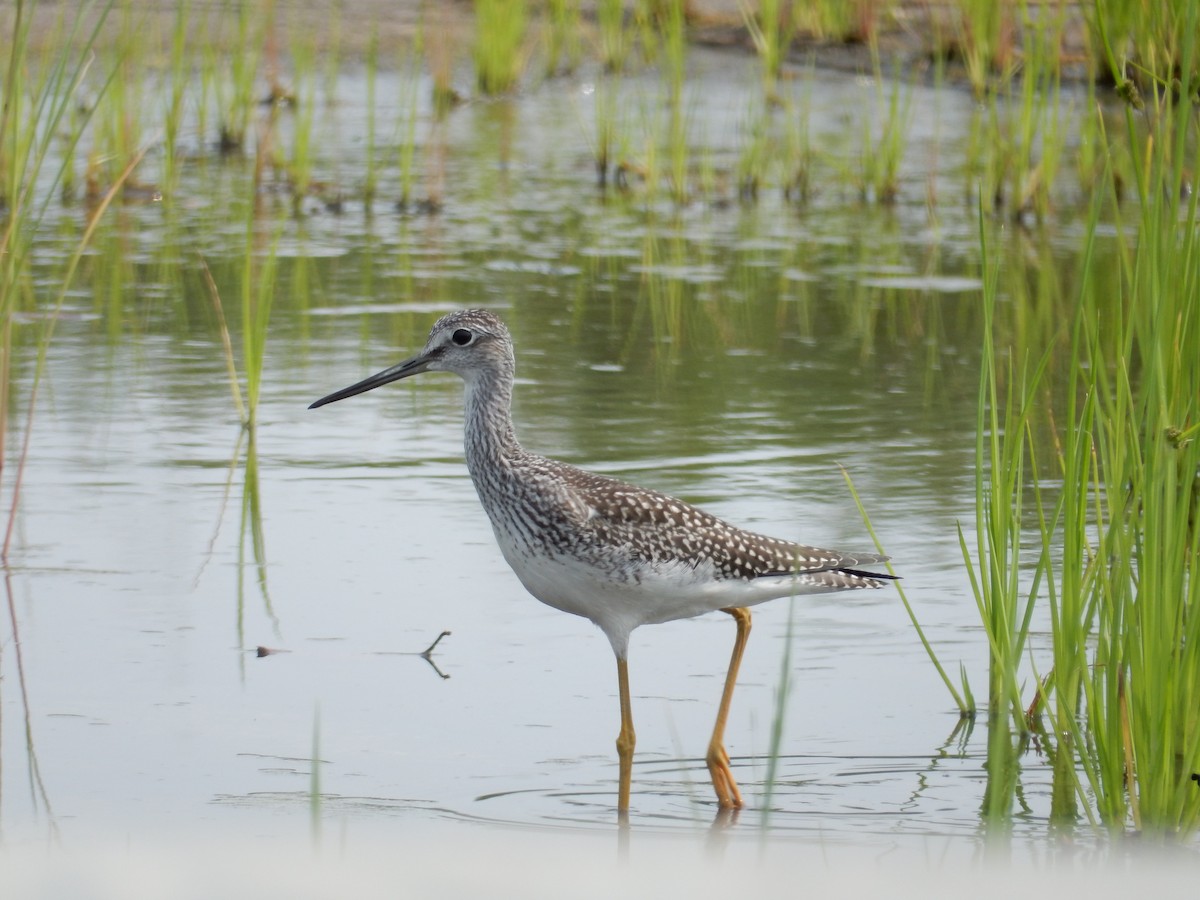 Greater Yellowlegs - ML111192211