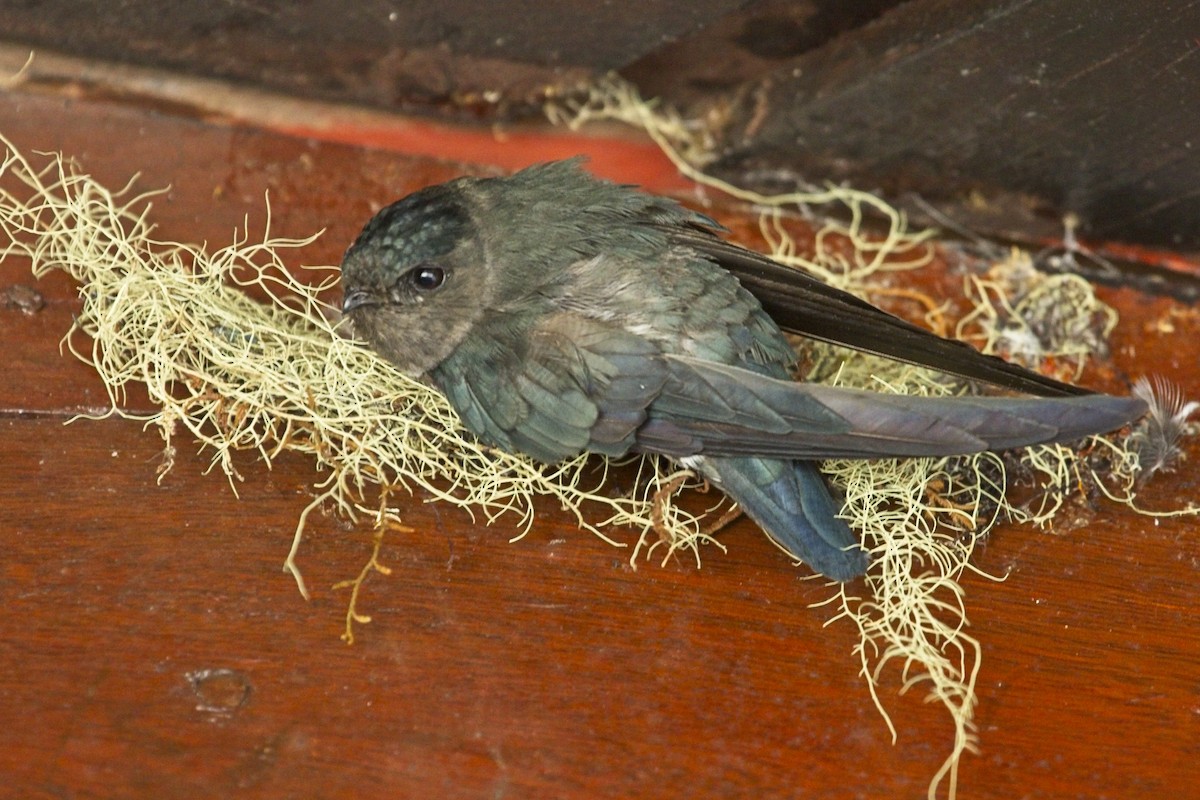 Plume-toed Swiftlet - ML111192401