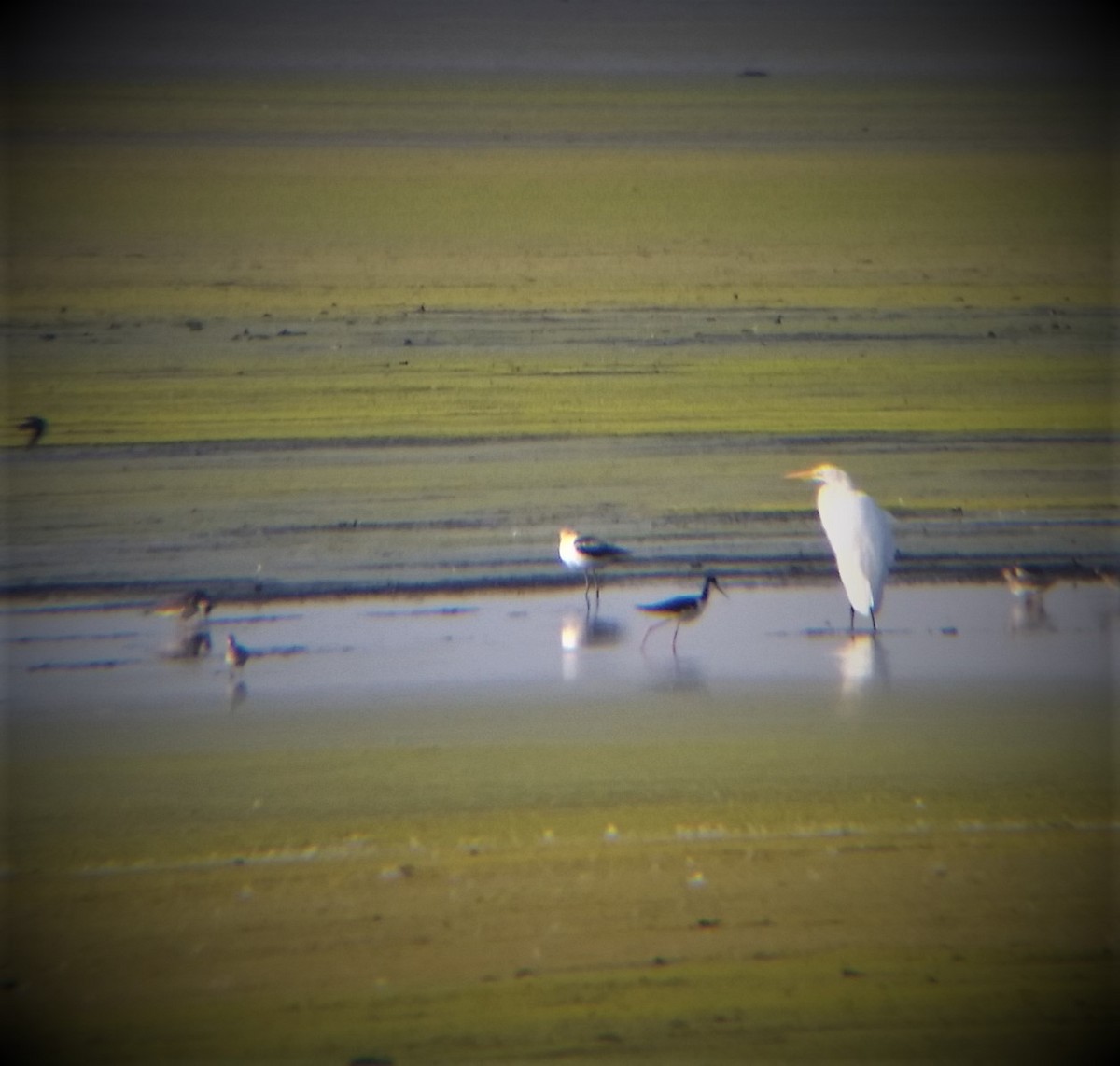 American Avocet - ML111192781