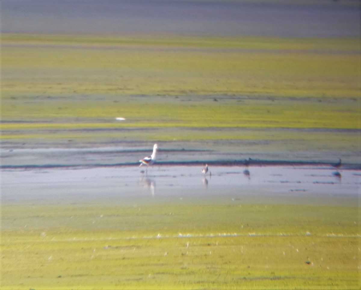 American Avocet - ML111192791